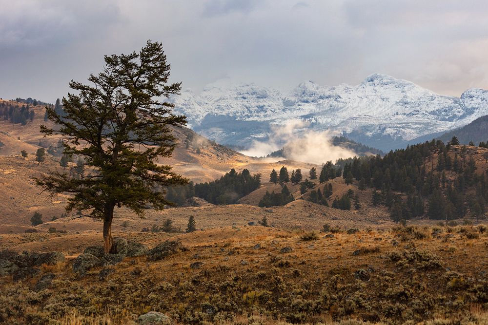 Cutoff Mountain from Lamar Valley, Yellowstone National Park art print by The Yellowstone Collection for $57.95 CAD