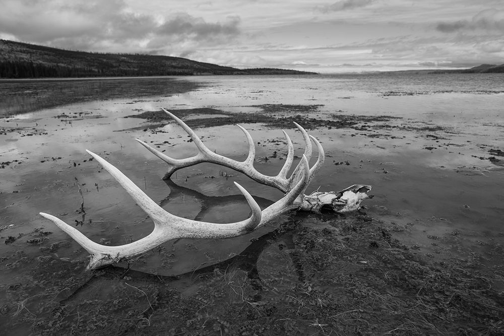 Elk Antlers, Yellowstone Lake, Yellowstone National Park art print by The Yellowstone Collection for $57.95 CAD