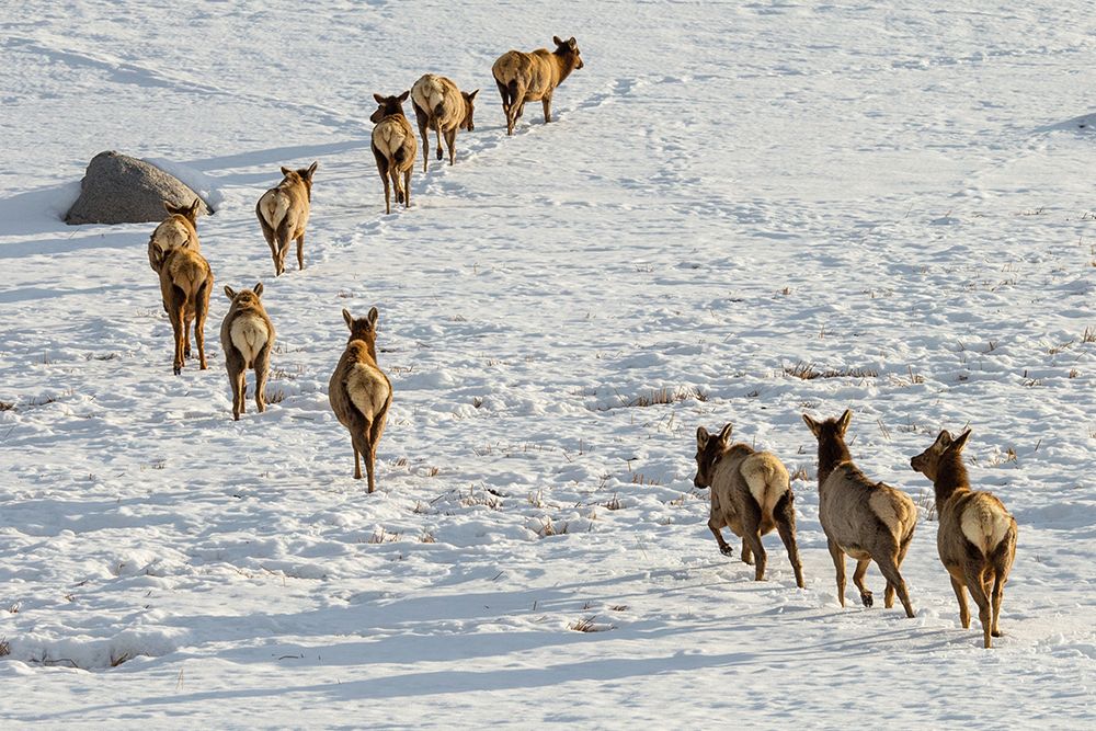Elk on the Move, Lamar Valley, Yellowstone National Park art print by The Yellowstone Collection for $57.95 CAD