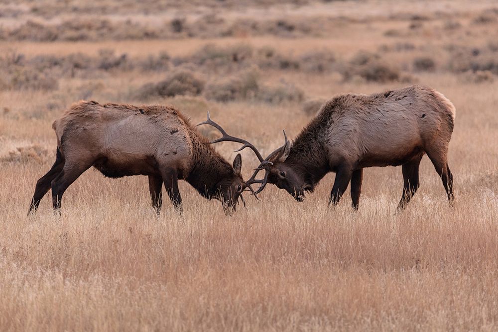 Elk Sparring, Yellowstone National Park art print by The Yellowstone Collection for $57.95 CAD