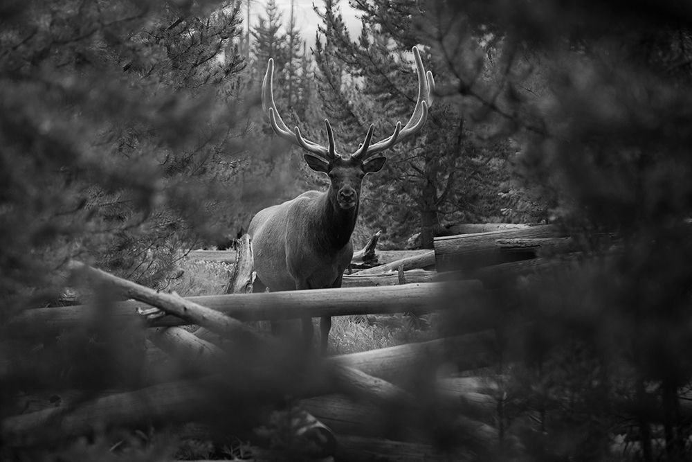Elk, Sepulcher Mountain Trail, Yellowstone National Park art print by The Yellowstone Collection for $57.95 CAD