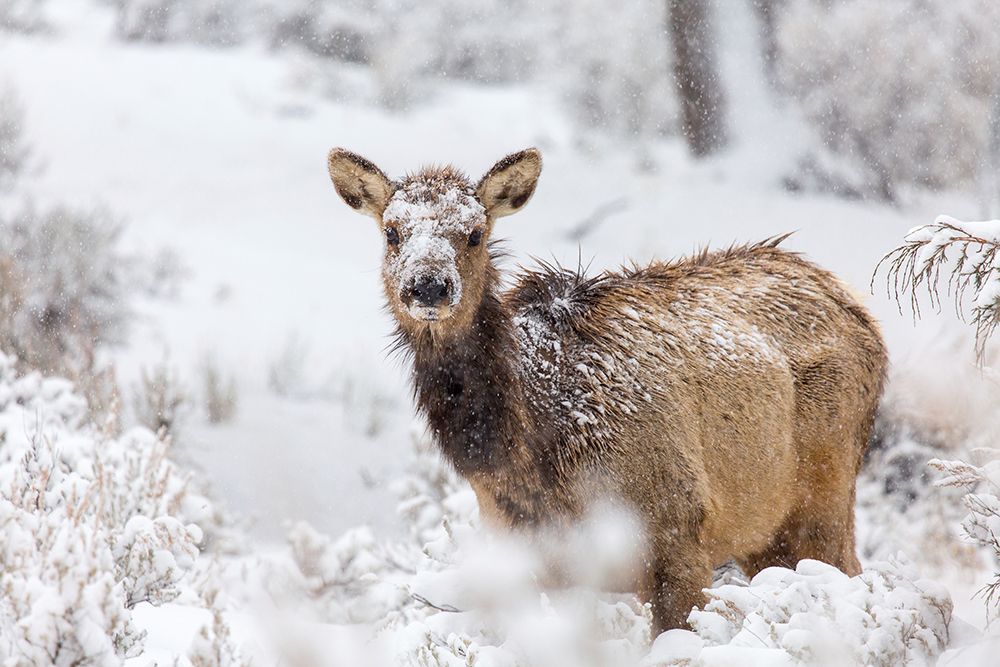 Female Elk in Snow, Mammoth Hot Springs, Yellowstone National Park art print by The Yellowstone Collection for $57.95 CAD