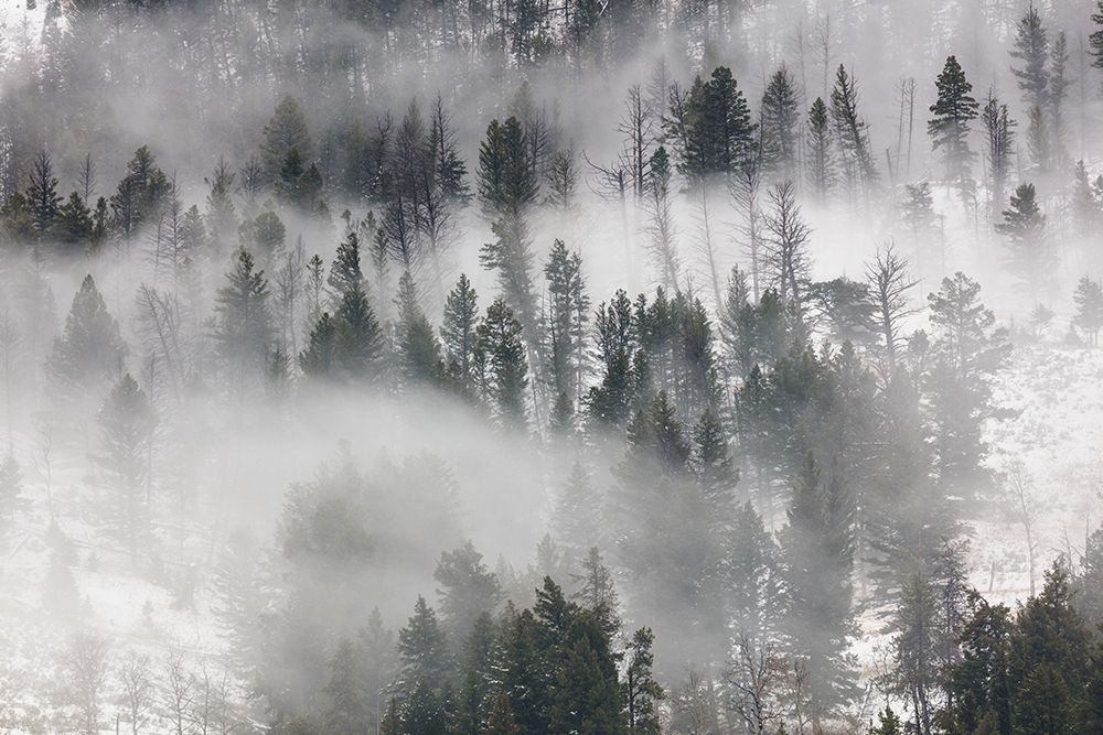 Fog in Lamar Valley, Yellowstone National Park art print by The Yellowstone Collection for $57.95 CAD