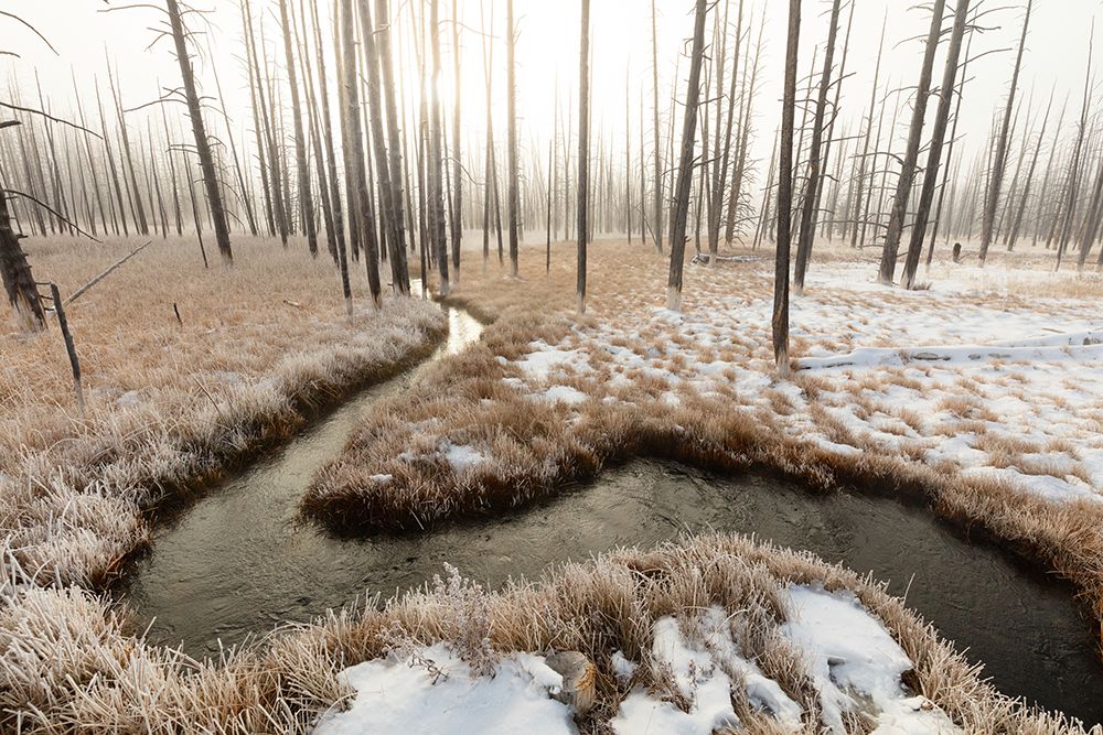 Foggy Morning at Tangled Creek, Yellowstone National Park art print by The Yellowstone Collection for $57.95 CAD