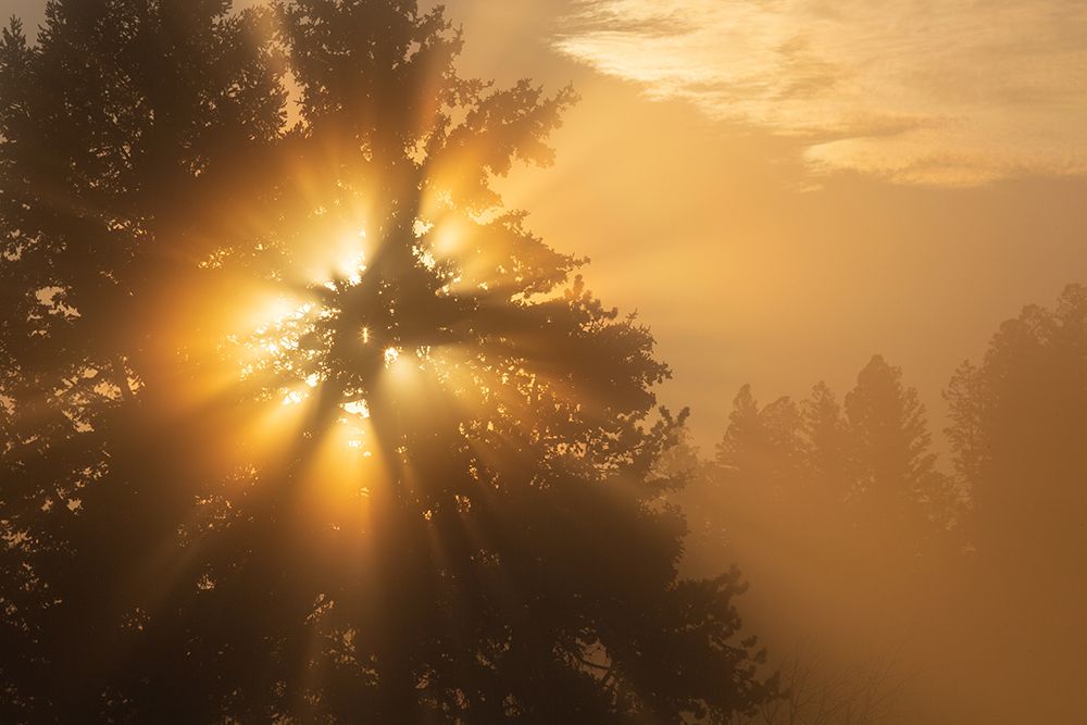 Foggy Sunrise, Blacktail Deer Plateau, Yellowstone National Park art print by The Yellowstone Collection for $57.95 CAD