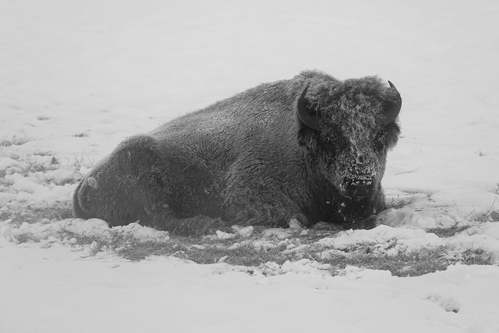 Frost-covered Bison near Roaring Mountain, Yellowstone National Park art print by Jacob W. Frank for $57.95 CAD
