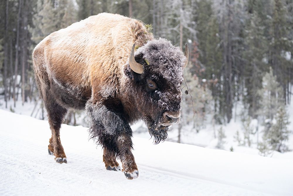 Frost-covered Bison near Frying Pan Spring, Yellowstone National Park art print by The Yellowstone Collection for $57.95 CAD