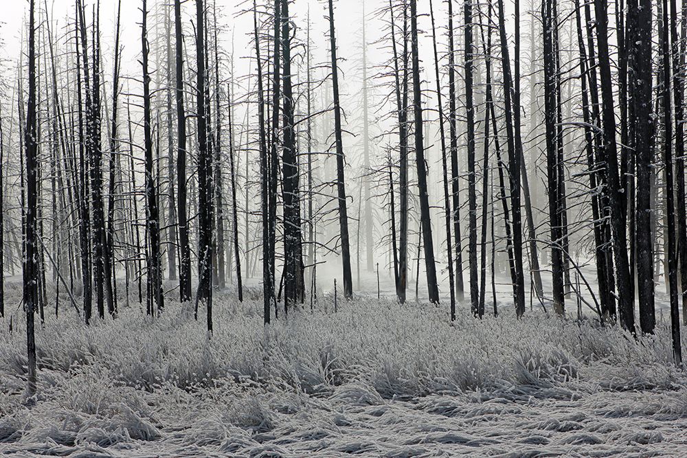 Frosty Morning in the Lower Geyser Basin, Yellowstone National Park art print by The Yellowstone Collection for $57.95 CAD