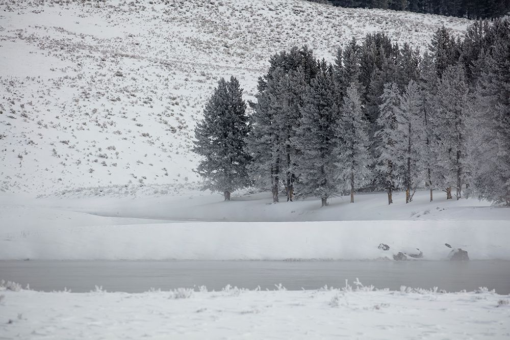 Frosty Trees in Hayden Valley, Yellowstone National Park art print by The Yellowstone Collection for $57.95 CAD