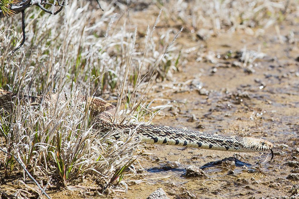 Gopher snake, Mammoth Hot Springs, Yellowstone National Park art print by The Yellowstone Collection for $57.95 CAD