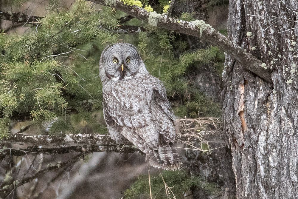 Great Gray Owl, Yellowstone National Park art print by Jim Peaco for $57.95 CAD
