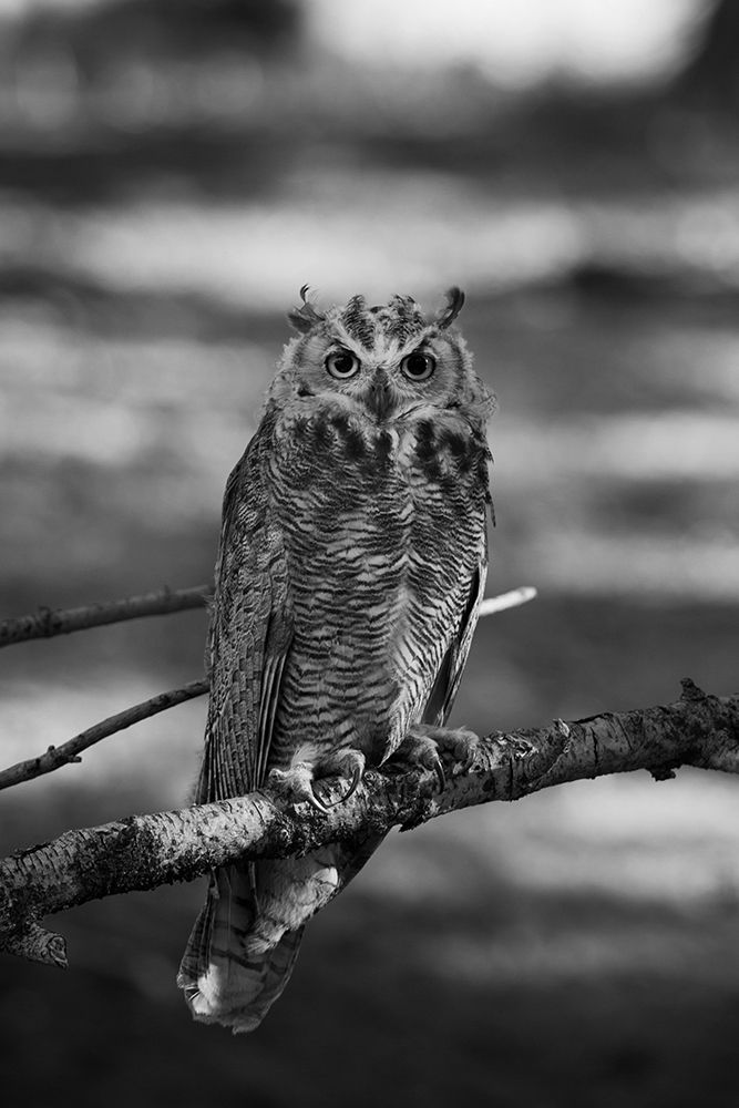 Great Horned Owl, Yellowstone National Park art print by Neal Herbert for $57.95 CAD