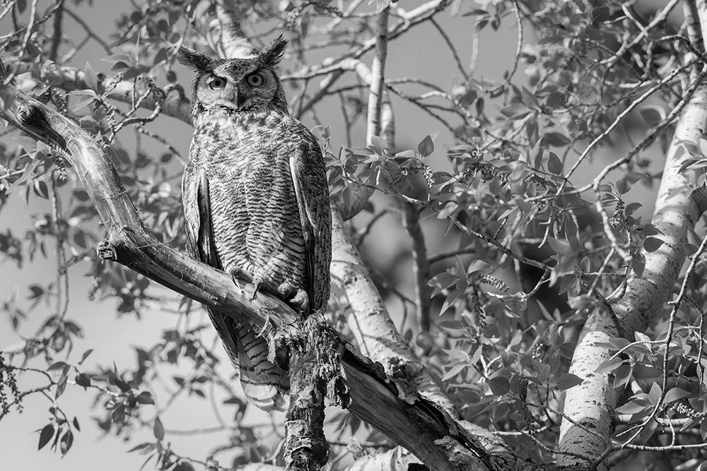 Great Horned Owl, Yellowstone National Park art print by Neal Herbert for $57.95 CAD