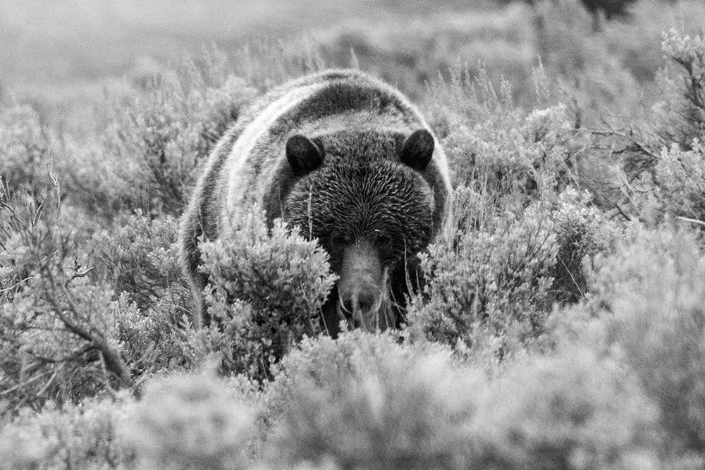 Grizzly Bear at Soda Butte Creek, Yellowstone National Park art print by Jim Peaco for $57.95 CAD