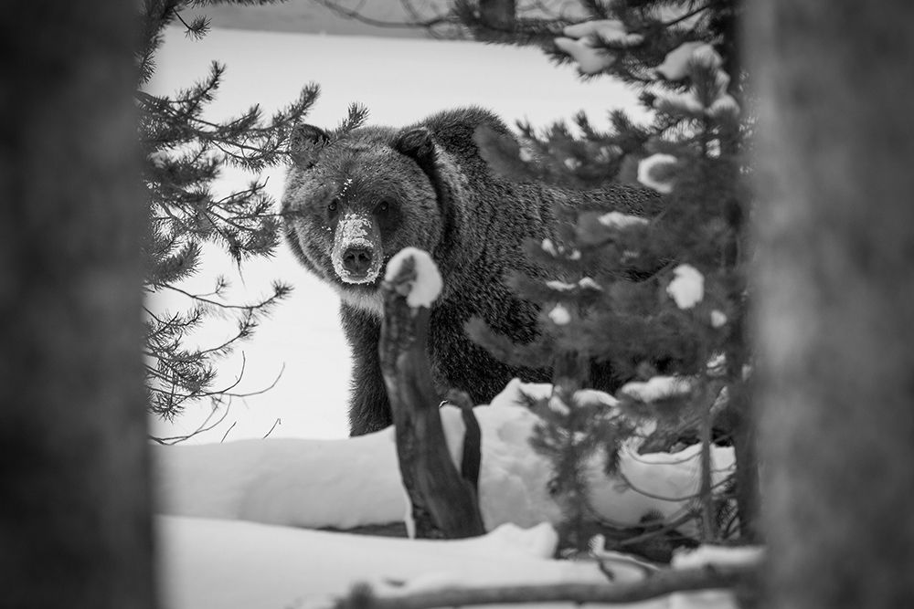 Grizzly Bear near Canyon, Yellowstone National Park art print by Neal Herbert for $57.95 CAD