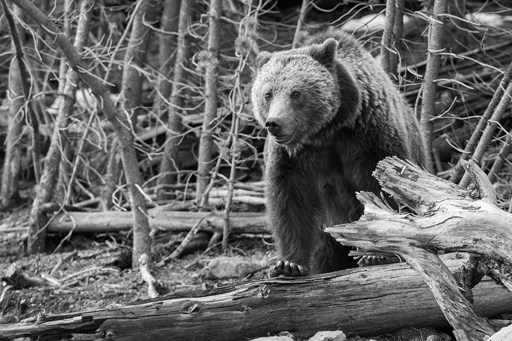 Grizzly Bear near Frying Pan Spring, Yellowstone National Park art print by Jim Peaco for $57.95 CAD