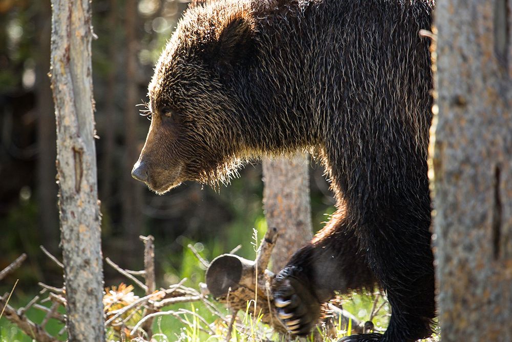 Grizzly Bear near Swan Lake, Yellowstone National Park art print by The Yellowstone Collection for $57.95 CAD