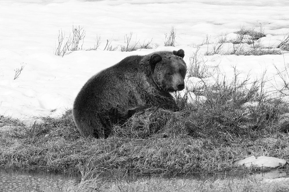 Grizzly Bear at Blacktail Pond, Yellowstone National Park art print by Jim Peaco for $57.95 CAD