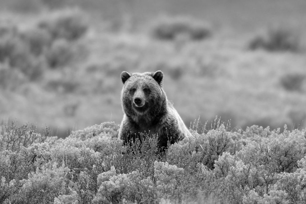 Grizzly Bear on Swan Lake Flats, Yellowstone National Park art print by Jim Peaco for $57.95 CAD