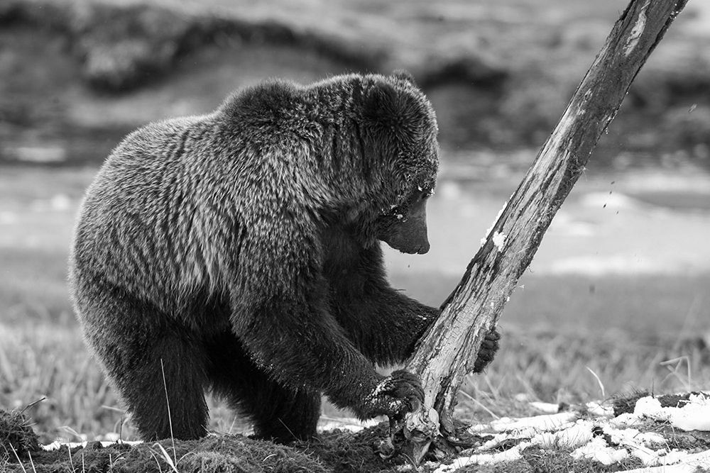 Grizzly Bear near Obsidian Creek, Yellowstone National Park art print by Jim Peaco for $57.95 CAD