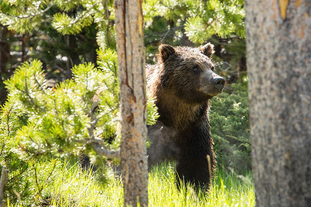 Grizzly near Swan Lake, Yellowstone National Park art print by The Yellowstone Collection for $57.95 CAD