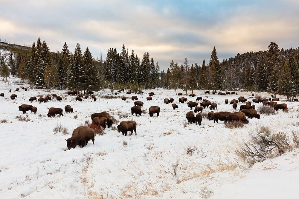 Bison near Wraith Falls Trailhead, Yellowstone National Park art print by Jacob W. Frank for $57.95 CAD