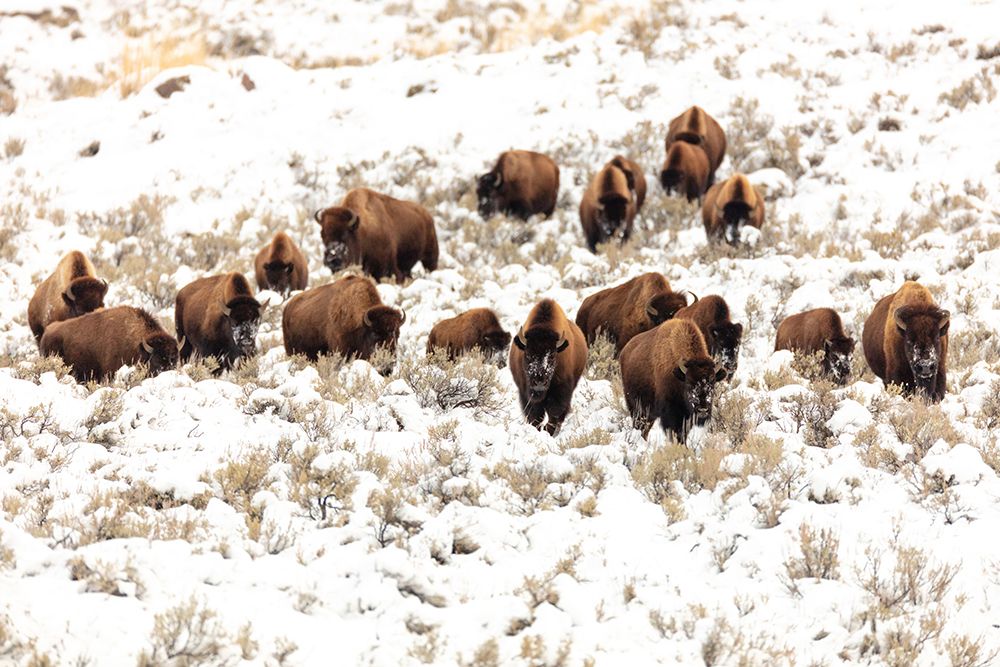 Bison near Blacktail Ponds, Yellowstone National Park art print by Jacob W. Frank for $57.95 CAD