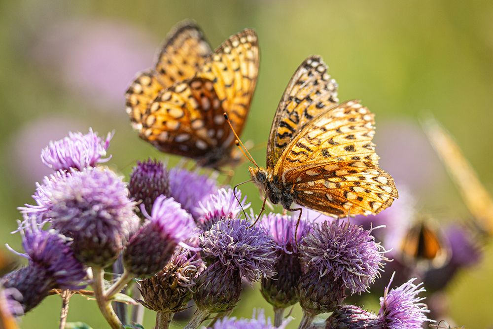 Hydaspe Butterflies, Mammoth Hot Springs, Yellowstone National Park art print by The Yellowstone Collection for $57.95 CAD
