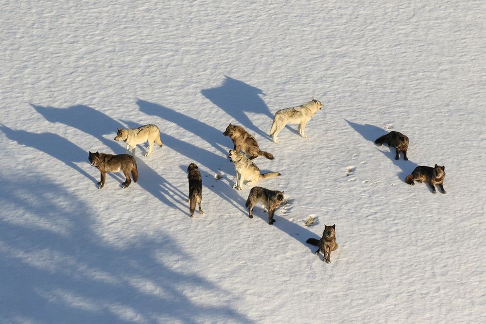 Junction Butte Wolf Pack, Yellowstone National Park art print by Dan Stahler for $57.95 CAD