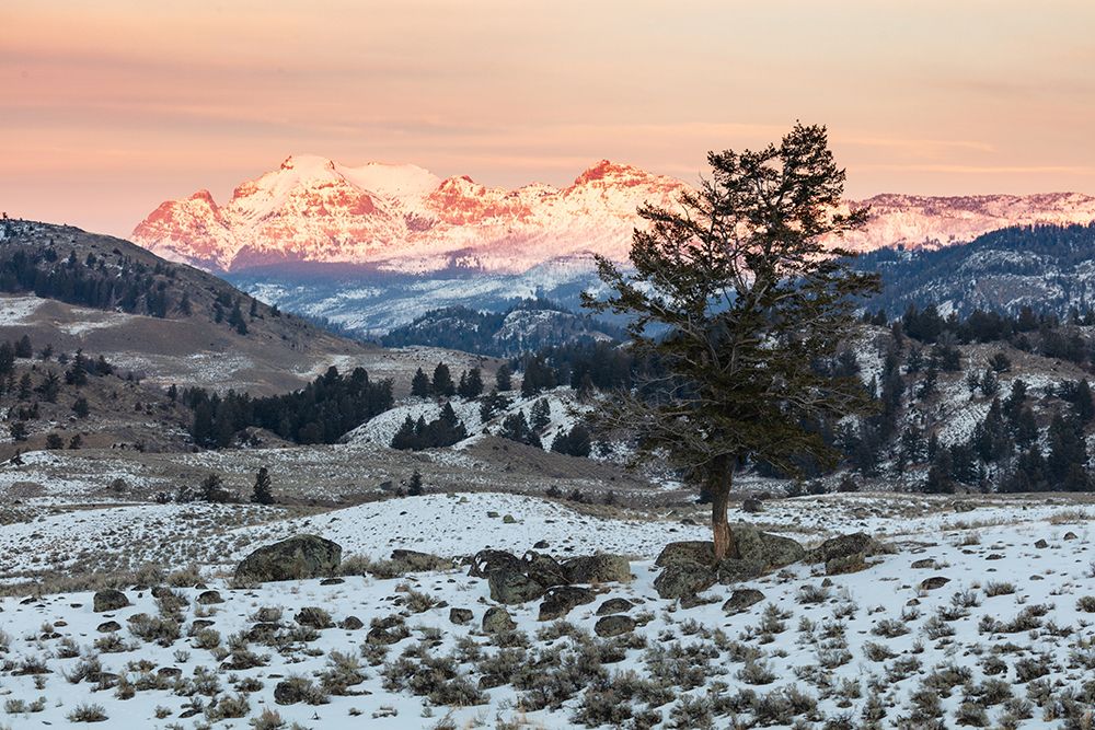 Last light on Cutoff Mountain, Yellowstone National Park art print by The Yellowstone Collection for $57.95 CAD