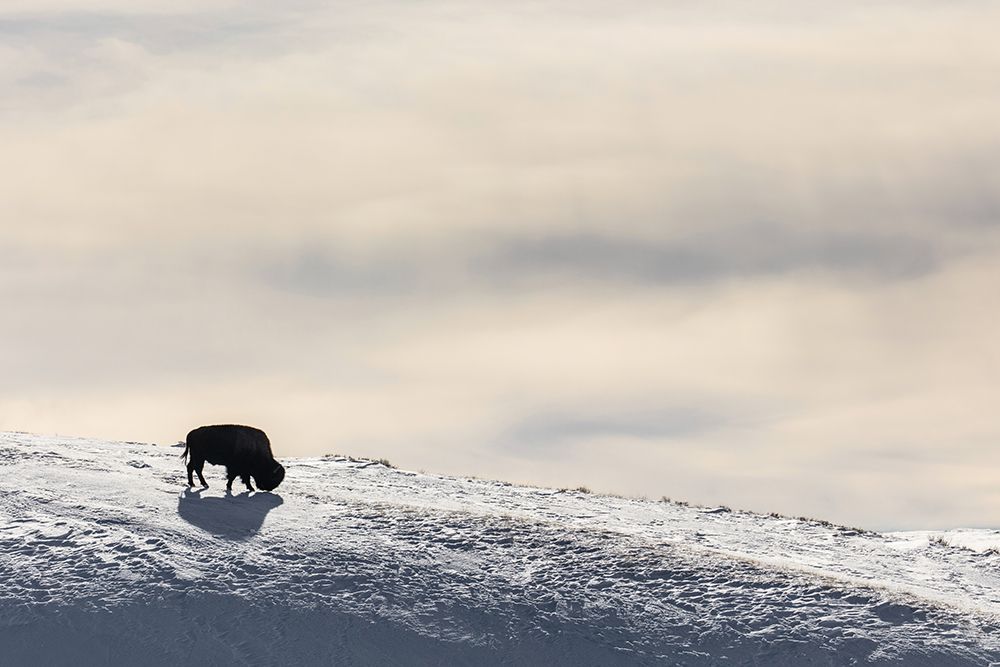 Lone Bison in Hayden Valley, Yellowstone National Park art print by The Yellowstone Collection for $57.95 CAD