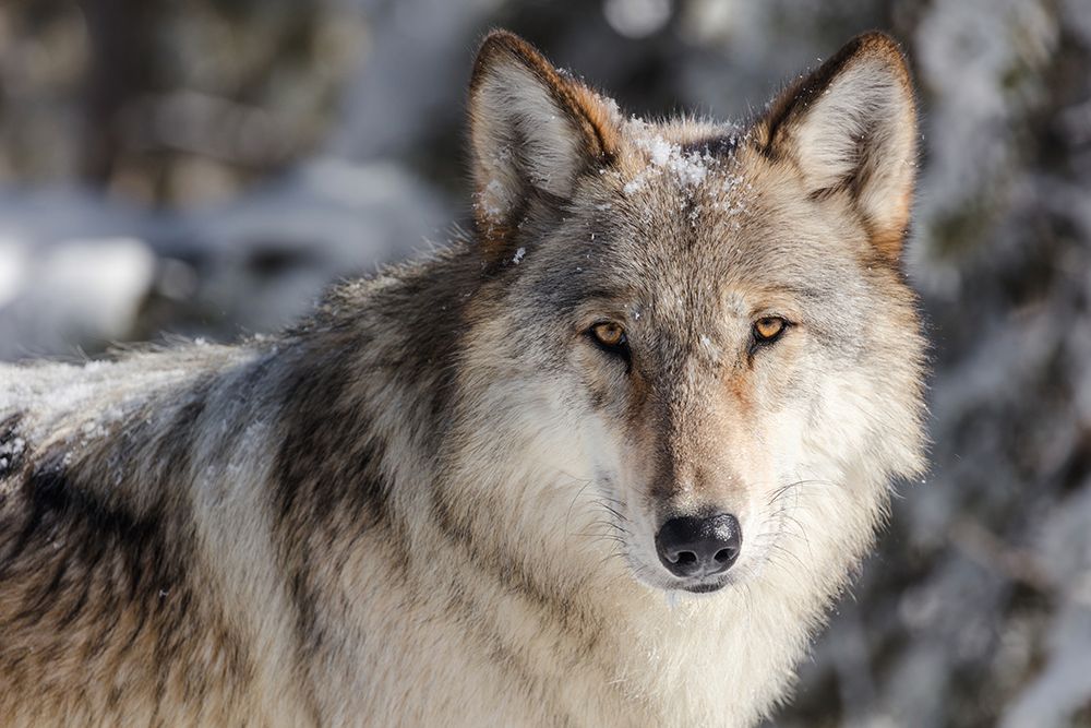 Lone Wolf, Yellowstone National Park art print by The Yellowstone Collection for $57.95 CAD
