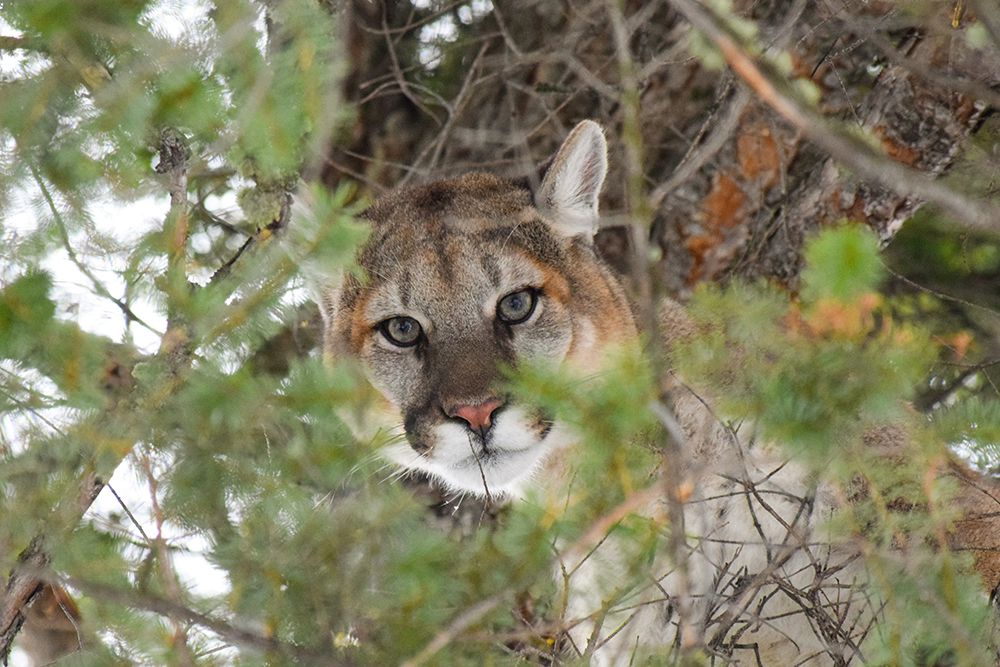 Male Cougar, Yellowstone National Park art print by The Yellowstone Collection for $57.95 CAD