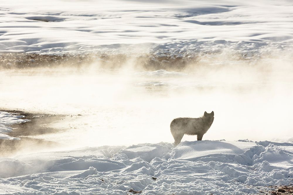 Wolf of the Wapiti Lake Pack, Yellowstone National Park art print by Jacob W. Frank for $57.95 CAD