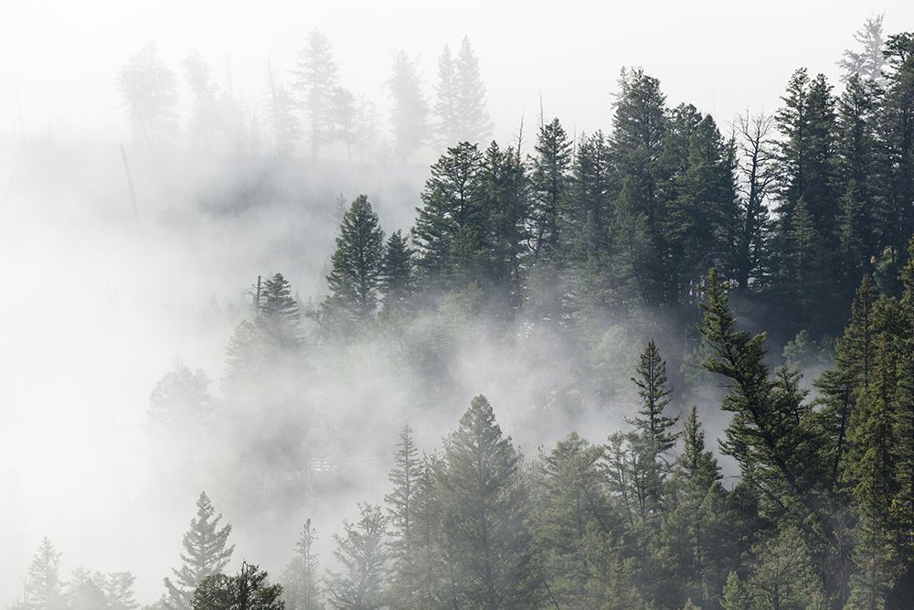 Morning Fog near Tower Fall, Yellowstone National Park art print by The Yellowstone Collection for $57.95 CAD