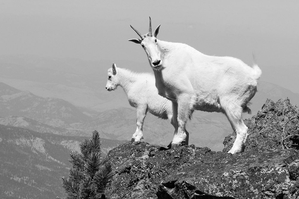 Mountain Goats on Sepulcher Mountain, Yellowstone National Park art print by The Yellowstone Collection for $57.95 CAD