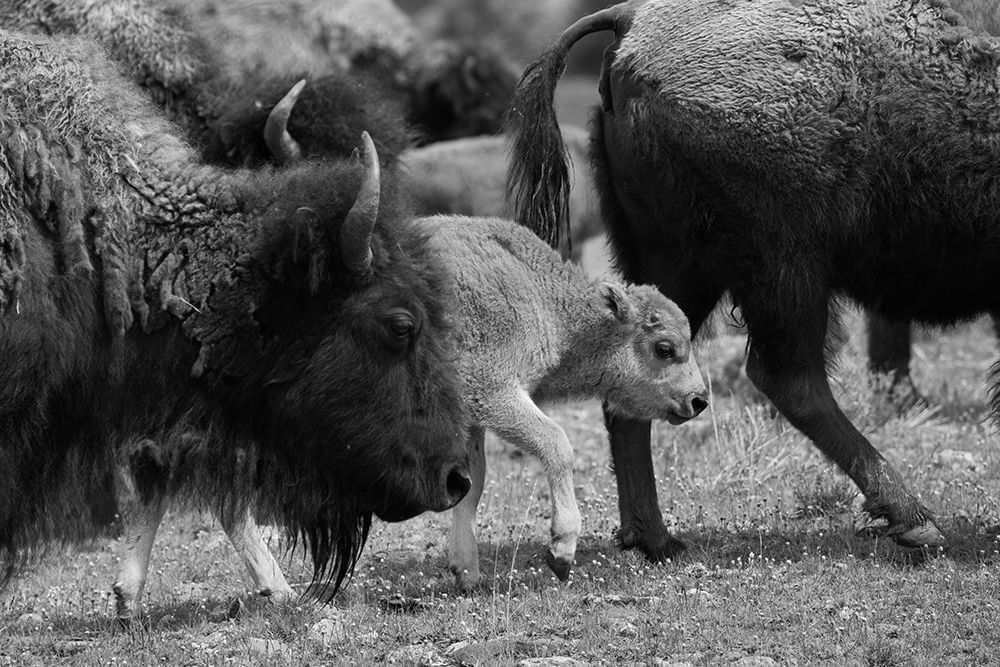 Moving with the Herd, Lamar Valley, Yellowstone National Park art print by The Yellowstone Collection for $57.95 CAD