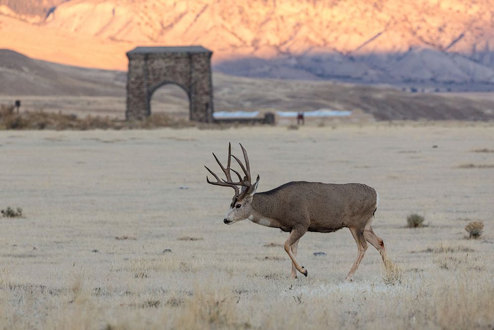 Mule Deer Buck and Roosevelt Arch, Yellowstone National Park art print by The Yellowstone Collection for $57.95 CAD