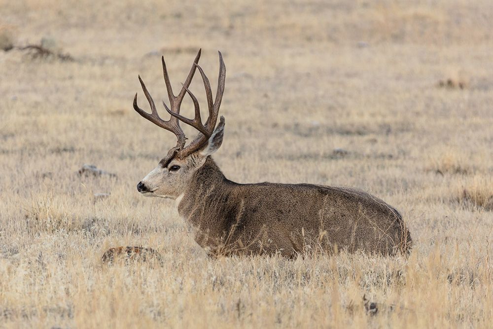 Mule Deer Buck, Yellowstone National Park art print by Jacob W. Frank for $57.95 CAD