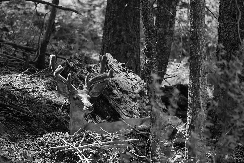 Mule Deer Buck, Beaver Ponds Trail, Yellowstone National Park art print by The Yellowstone Collection for $57.95 CAD