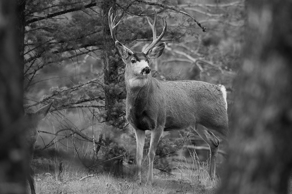 Mule Deer Buck, Garnet Hill Loop, Yellowstone National Park art print by The Yellowstone Collection for $57.95 CAD