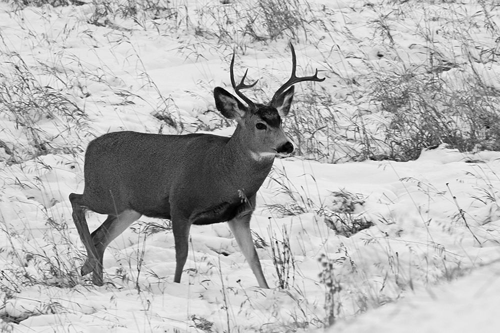 Mule Deer near Phantom Lake, Yellowstone National Park art print by Jim Peaco for $57.95 CAD