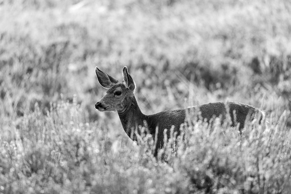 Mule Deer, Mammoth Hot Springs, Yellowstone National Park art print by Neal Herbert for $57.95 CAD
