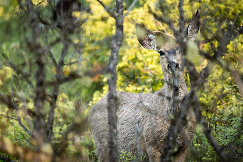 Mule Deer, Slough Creek, Yellowstone National Park art print by The Yellowstone Collection for $57.95 CAD