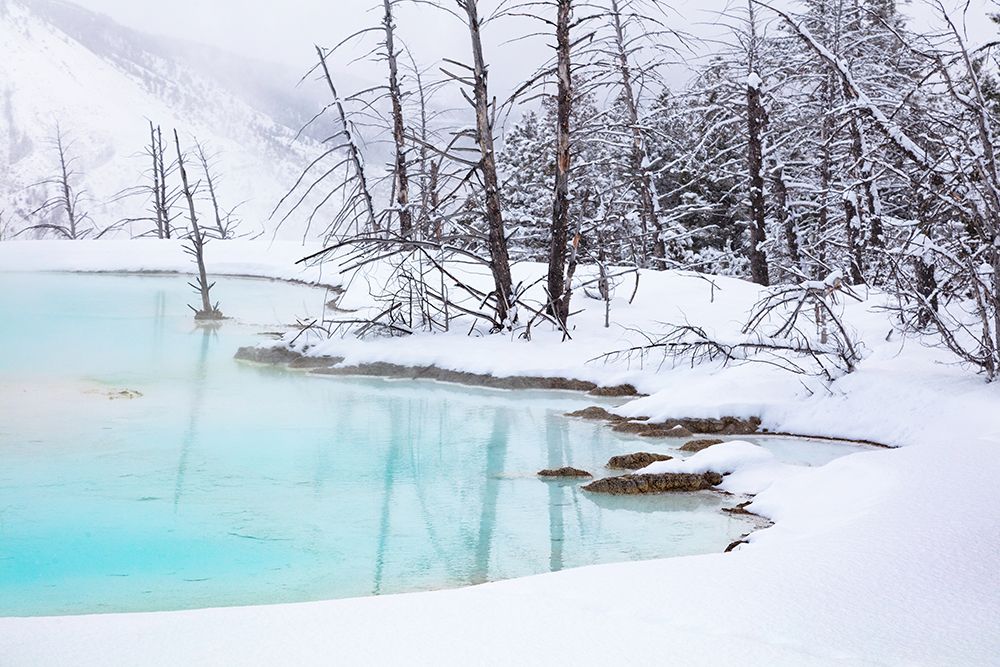 Newly formed Pool at Canary Spring, Yellowstone National Park art print by The Yellowstone Collection for $57.95 CAD