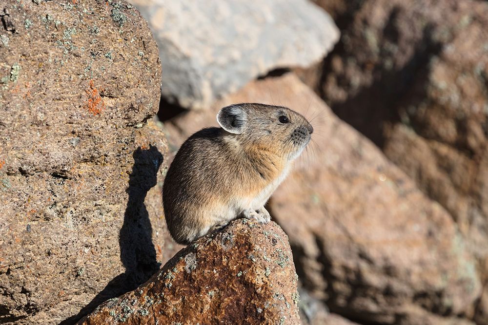 Pika, Ochotona princeps, Yellowstone National Park art print by Jacob W. Frank for $57.95 CAD