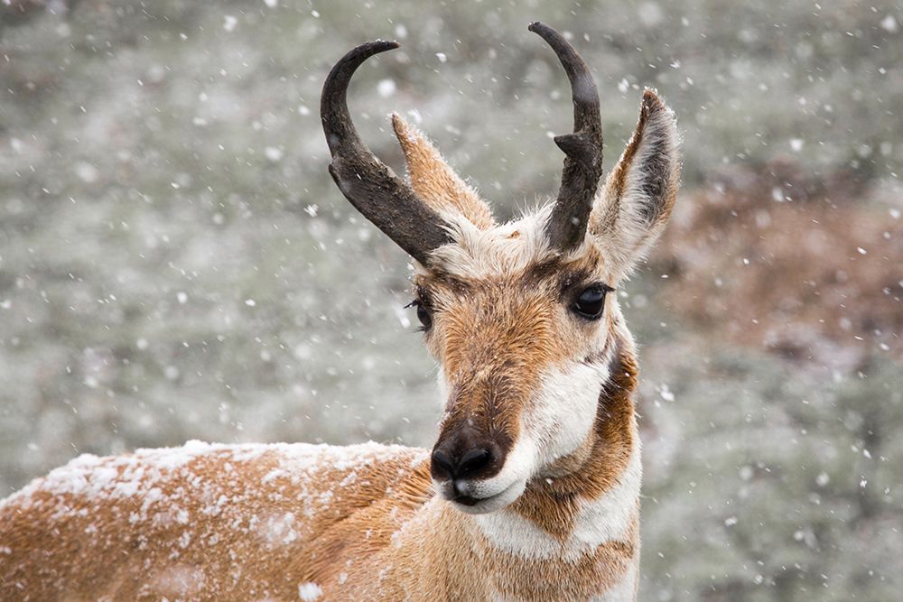 Pronghorn Buck in Snow, Yellowstone National Park art print by The Yellowstone Collection for $57.95 CAD