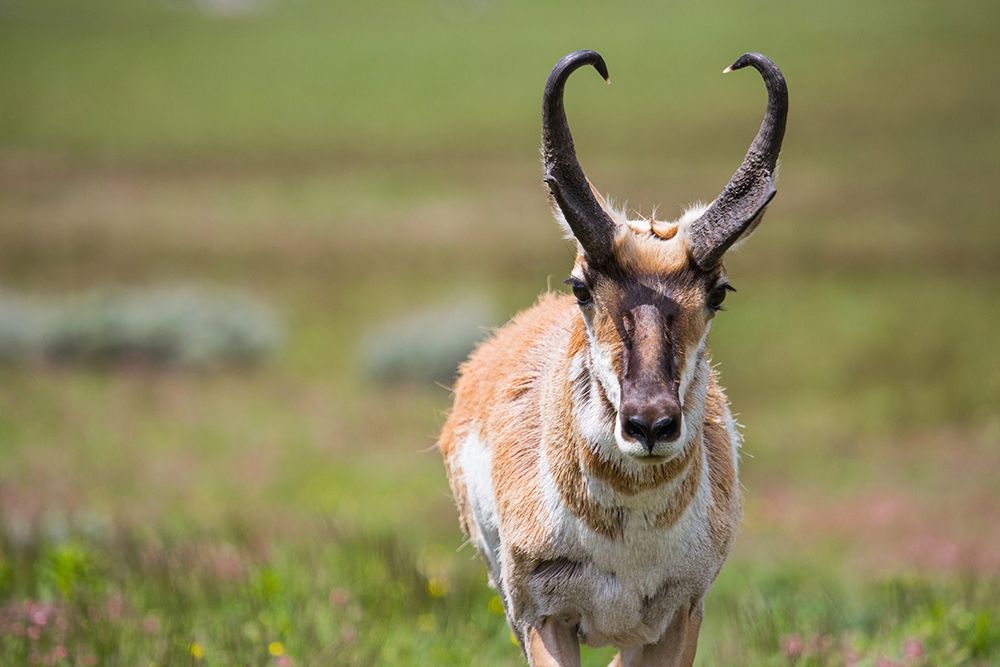 Pronghorn, Blacktail Deer Plateau, Yellowstone National Park art print by The Yellowstone Collection for $57.95 CAD