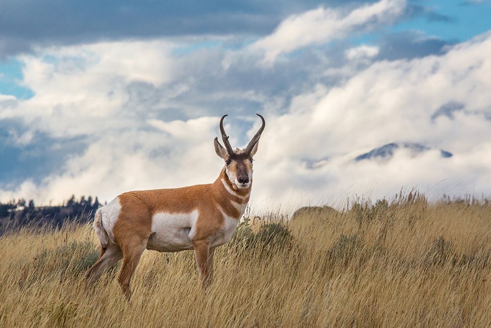 Pronghorn, Blacktail Deer Plateau, Yellowstone National Park art print by The Yellowstone Collection for $57.95 CAD