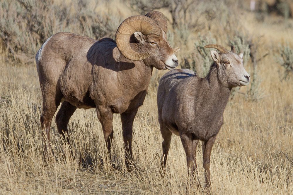 Ram and Ewe Bighorn Sheep, Yellowstone National Park art print by Diane Renkin for $57.95 CAD